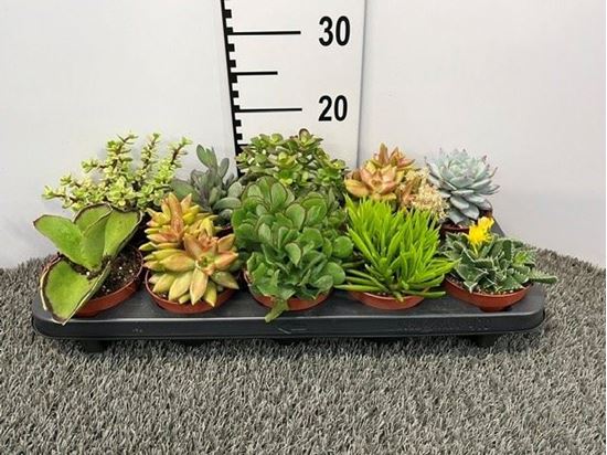 Immagine di SUCCULENTE MIX V.10,5 CM