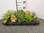 Immagine di SUCCULENTE MIX V.10,5 CM