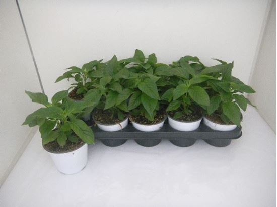 Immagine di PENTAS V.12 CM META' COLTURA