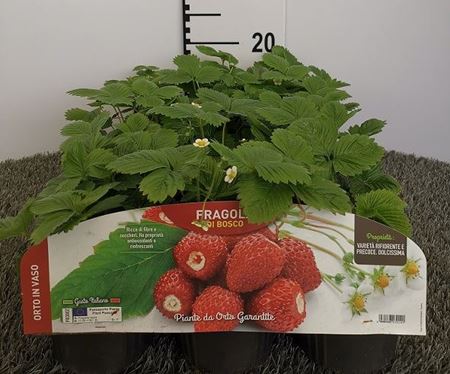 Immagine di FRAGARIA PER ANANASSA V.10 CM FRAGOLA DI BOSCO V.10 CM - materiali CAC